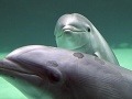 Vedci objavili v oceáne niečo totálne zriedkavé: Takýto pohľad sa im naskytol prvýkrát
