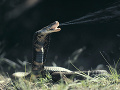 Indická kobra vystrašila Viedeň: Napokon sa ukázalo, že strašný plaz bol gumový