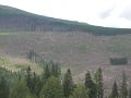 Slovenské lesy v ohrození: Musíme urýchlene prijať novely o ochrane prírody, tvrdí WWF