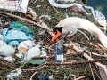 FOTO labute z Kodane je to najdepresívnejšie, čo dnes uvidíte: Pozrite a pochopíte