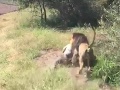 Vydesení diváci plakali od hrôzy: VIDEO Lev zaútočil na Brita v parku s divými šelmami