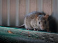 Parížania bojujú s inváziou potkanov: Ich výskyt vyznačujú do interaktívnej mapy