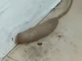 VIDEO Žena na svojej verande objavila odporného červa: Toto nájsť doma, tak...
