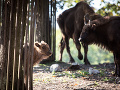 Radostná správa zo ZOO v Bratislave: FOTO Nového roztomilého prírastku