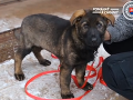 Policajná kráska, ktorá vás absolútne odzbrojí: VIDEO Cari prvýkrát zarezávala v robote, išlo jej to dokonale