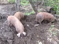 Horor na farme: Majiteľ sa išiel pozrieť do chlieva, jeho manželku zožrali zaživa prasce!