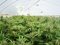 Luxembursko chystá veľkú zmenu: Chce ako prvá európska krajina legalizovať marihuanu