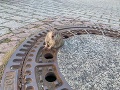 KORONAVÍRUS V japonských mestách, kde platia karanténne opatrenia, sa rozšírili potkany