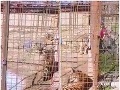 Autentické VIDEO Ženu (29) v Žiline uhryzol tiger, musela podstúpiť chirurgický zákrok!