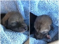 FOTO Psičkár si myslel, že našiel šteniatko: Veterinári ho vyviedli z omylu, sami boli v šoku