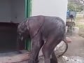 VIDEO V rezervácii našli zbedačené osamotené sloníča: Takýto bude jeho ďalší osud