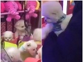 Aktivisti zúria: VIDEO Vo výhernom automate sú uväznené živé šteniatka, strašný pohľad!