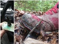 Dedinka v Rajci terčom šialenca: Odstrašujúce FOTO z lesa, ľudia sa doň boja vkročiť!