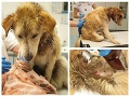 Ďalší drastický prípad týrania: FOTO Pri Košiciach našli doráňaného psíka s larvami v ranách