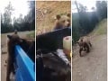 VIDEO z lesa rozčertilo aj Pročka! Muži chrlili vulgarizmy, po tom, čo spravili, vám zostane zle