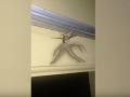 VIDEO Mladíkovi sa v VIDEO Mladíkovi sa v