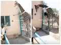 Opilec v zoo dostal hlúpy nápad a preliezol plot: Zážitok pre návštevníkov, VIDEO jazdy na žirafe
