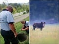 Strach z afrického moru ošípaných v Košiciach: Nevládny diviak uviazol v šachte, mimoriadne opatrenia