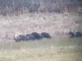 Unikátne VIDEO z Oravy: Jánovi pred očami prebehla medvedia rodinka