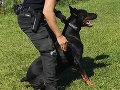 FOTO Skvelá práca policajného psa Irona: Vypátral ukradnutý trezor s 35-tisíc eurami