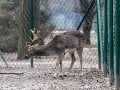 Zviera opäť obeťou nezodpovednosti: V nitrianskom parku uhynul daniel, zrejme pre zábavu tínedžerov