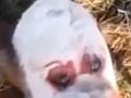 VIDEO Mutant šokoval farmárov: Preboha, veď vyzerá ako človek!