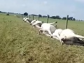 VIDEO Farmár na tento pohľad nikdy nezabudne: Desiatky mŕtvych kráv zoradených do jedného radu