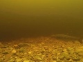 VIDEO Kamera na dne rieky zachytila monštrum: Zoológovia odhalili jeho pôvod