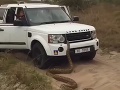 Adrenalínový zážitok v Južnej Afrike: VIDEO Hlúpy nápad, turisti utekali pred obrovským pytónom