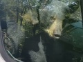VIDEO Vodičovi do dodávky vnikli dva medvede: Pozrite sa, čo tam stvárali 20 minút