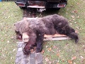 Medveď vbehol pod kolesá dodávky: FOTO Mesto Prievidza pred pár dňami varovalo obyvateľov