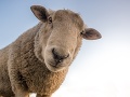 Bratislava hlása novinku: Mesto bude mať vlastné stádo oviec, jeho prezývka vás dostane do kolien!