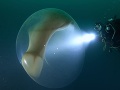 VIDEO Potápači hlboko v oceáne objavili obrovskú guľu: Žasli, keď videli, čo skrýva vo vnútri