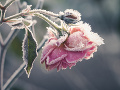Slovensko zažilo ďalšiu mrazivú noc: Niekde namerali dokonca takmer - 10°C