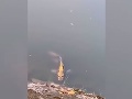 VIDEO Turista zbadal v jazere kapra: Ale keď podišiel bližšie, neveril vlastným očiam