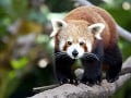 Zo zoo utiekla vzácna panda! Neuveríte, ako sa jej podarilo dostať von