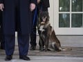 FOTO štvornohého bojovníka: Trump ocenil psa zraneného pri operácii voči vodcovi Daeš