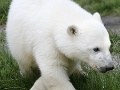 Veľká radosť v americkej zoo: Narodilo sa mláďa medveďa bieleho, čakajú ho kritické týždňe