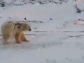 VIDEO Niekto posprejoval ľadového VIDEO Niekto posprejoval ľadového