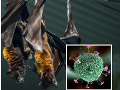 Cesta do pekla sa volá nipah: Svet nie je pripravený na hroziacu smrtiacu epidémiu