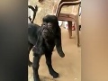 VIDEO Zmutované kozľa šokovalo dedinčanov: Veď tá tvár... vyzerá ako človek!