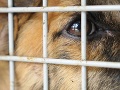 PRIESKUM Alarmujúci stav slovenských útulkov po silvestrovskej noci, v tomto meste je to najhoršie
