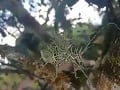 VIDEO záhadného živočícha zmiatlo VIDEO záhadného živočícha zmiatlo