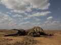 Ako sa toto môže stať? V Indii zomrelo 18 slonov! Správcovia tvrdia, že ich zabil blesk