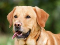 Žiarlivý labrador dotrhal na