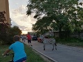 Bizarné FOTO z piešťanského sídliska: Ulicami sa túlala zebra, hasiči opísali kuriózne pátranie