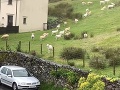 VIDEO zachytáva záhadný fenomén: Ovce stáli bez pohnutia celé hodiny!
