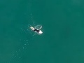 Mladík si užíval surfovanie: Keď si potom pozrel VIDEO, zistil, že od smrti ho delili centimetre!