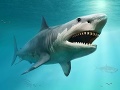 Ďalší fatálny útok žraloka v Austrálii: Naposledy bolo toľko útokov pred vyše deväťdesiatimi rokmi