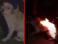 Deti podpálili nič netušiace Deti podpálili nič netušiace